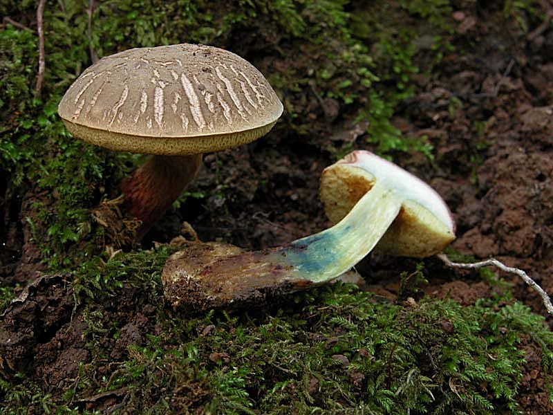 Xerocomus cisalpinus?